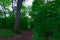 A pathway in the green woods in a summer sunny day at mountain,Mount Royal, Montreal