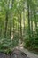 Pathway inside forests plitvice lake in Croatia summer