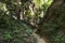 Pathway in jungle for Thai people and foreign walking and trekking travel visit Pha Chor canyon cliffs on nature trailing wild