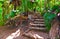 Pathway in jungle, Vallee de Mai, Seychelles