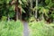 Pathway leading into jungle