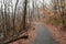 Pathway Leading Into Woods Fall Leaves Shedding