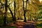 Pathway through leafy forest in autumn Ness Country park Derry Northern Ireland