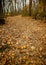 Pathway of leaves in the fall