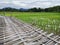 Pathway made from bamboo in the middle of green paddy field with mountain in the background