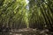 Pathway in the mangrove at Can Gio`s Monkey Island, south Vietnam