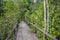 Pathway in mangrove forest