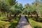 Pathway in Marrakech, Morocco