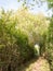 A pathway through a meadow with tree archway wonderful journey w