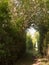 A pathway through a meadow with tree archway wonderful journey w