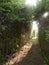 A pathway through a meadow with tree archway wonderful journey w