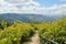 Pathway on mexican sunflower mountain