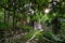 Pathway in the middle of abandoned jungle village in China