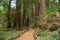 Pathway in the middle of tall trees in the forest with people in the distance