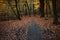 Pathway near pond between trees with last golden leaves in the beautiful autumn forest. Some leaves fallowing down to