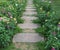 Pathway in Nehru Park, Delhi, India