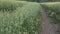 Pathway through oat field in farm land