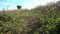 Pathway over a grassy hill leading to a windmill