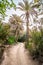 Pathway in palm tree valley by river Ziz in Morocco