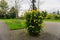 Pathway in a park with yellow flowers in a planter