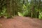 Pathway in pine forest at summer day