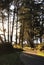 Pathway through the pines to French Beach, BC