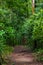 Pathway in the primary rainforest (jungle) in Corcovado National Park in Costa Rica