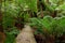 Pathway in rain forest