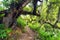 Pathway and rainforest, view from Choquequirao trek