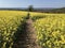 Pathway through rapeseed.