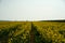 Pathway through rapeseed field. Defocused background