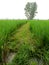Pathway in the rice field