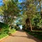 Pathway through a road surrounded with trees