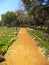 Pathway in Rose Garden, New Delhi