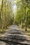 Pathway through scenic forest