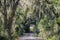 Pathway through Spanish Moss, Savannah National Wildlife Refuge