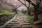 pathway with stepping stones and cherry blossoms in full bloom