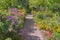 Pathway through summer perennial garden lined with flowers