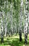 Pathway in sunny birch grove of summer july