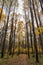 Pathway among tall tree trunks in autumnal forest