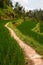 A pathway in Tegallalang terraced rice fields. Gianyar Regency. Bali. Indonesia