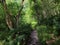 Pathway though dense green forest surrounded by dense ferns grass and trees in summer sunlight