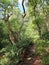 Pathway though dense green forest surrounded by dense ferns grass and trees in summer sunlight