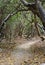 Pathway thru the Pisonia trees