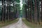 Pathway to Tunnel of Pine Trees