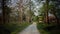 A pathway towards the forest