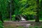 Pathway between trees with a bridge crossing a small lake in the forest of Zamecky Park, in Hluboka nad Vltavou Czech Republic