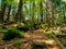 Pathway among trees in GÃ³ry Stolowe in Poland.