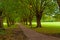 Pathway through trees in park