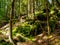 Pathway among trees and rocks in GÃ³ry Stolowe in Poland.